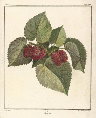 HenriLouis Duhamel du Monceau - Trait des arbres fruitiers Pl60.webp