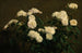 hvide roser - Henri Fantin-Latour — visning af kunstværket
