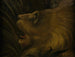 Tête de lion - Henri Rousseau — visning af kunstværket