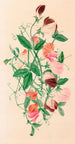 Pois de senteur - Henrietta Benson Homer — visning af kunstværket