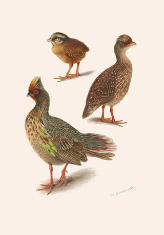 Henrik Gronvold - Plumages Of The Himalayan Blood Partridge.webp