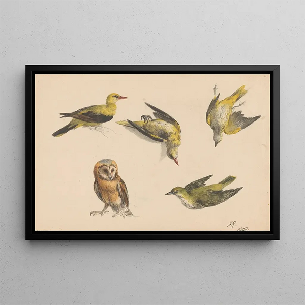 Henritte RonnerKnip - Studies van een uil en twee wielewalen.webp