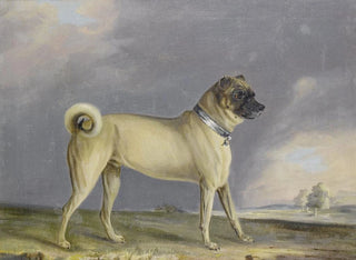 En mops-hund - Henry Bernard Chalon — visning af kunstværket