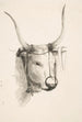 Tête de taureau - Henry Ericsson — visning af kunstværket