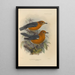 Geocichla Andamanensis Geocichla Rubecula - Henry Seebohm — indrammet kunstværk på væggen