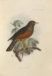 Merula Celebensis - Henry Seebohm — visning af kunstværket