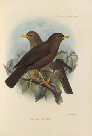 Henry Seebohm - Merula Javanica.webp