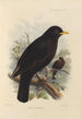 Merula Mandarina - Henry Seebohm — visning af kunstværket