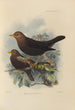 Merula Poliocephala - Henry Seebohm — visning af kunstværket