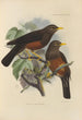 Merula Whiteheadi - Henry Seebohm — visning af kunstværket