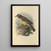Turdus Confinis - Henry Seebohm — indrammet kunstværk på væggen