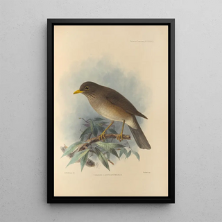 Henry Seebohm - Turdus Cryptopyrrhus.webp