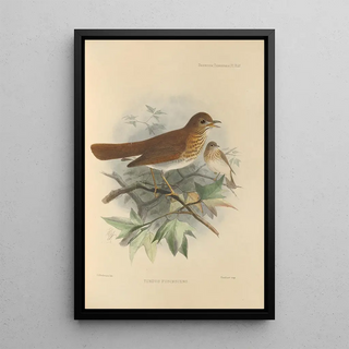 Henry Seebohm - Turdus Fuscescens.webp
