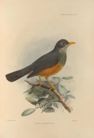 Henry Seebohm - Turdus Tephronotus.webp