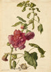 Une rose trémière - Herman Saftleven — visning af kunstværket