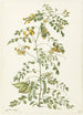 Arbre à vessies Colutea arborescens - Herman Saftleven — visning af kunstværket