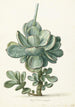 Plante grasse Cotyledon orbiculata - Herman Saftleven — visning af kunstværket