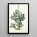 Plante grasse Cotyledon orbiculata - Herman Saftleven — indrammet kunstværk på væggen