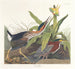 Héron vert - John James Audubon — visning af kunstværket