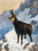Chamois i høje bjergområder - Hugo Engl — visning af kunstværket