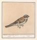 Huismus Passer domesticus - Anselmus Botius de Boodt — visning af kunstværket