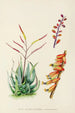 Aloe globuligemma - Illtyd Buller Pole-Evans — visning af kunstværket
