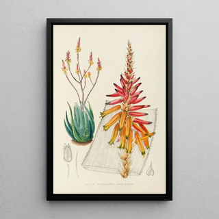 Illtyd Buller PoleEvans - Aloe Pienaarii.webp