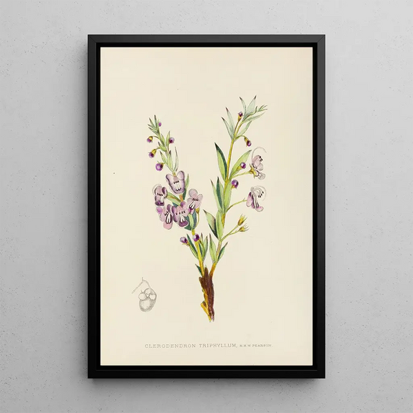 Illtyd Buller PoleEvans - Clerodendron Triphyllum.webp