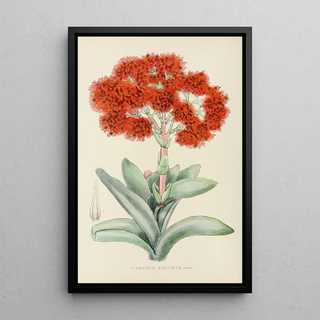 Illtyd Buller PoleEvans - Crassula Falcata.webp