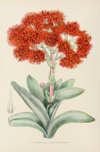Illtyd Buller PoleEvans - Crassula Falcata.webp