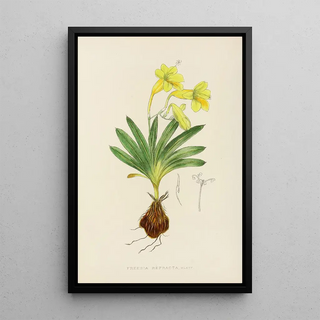 Illtyd Buller PoleEvans - Freesia Refracta.webp