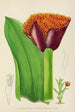 Haemanthus natalensis - Illtyd Buller Pole-Evans — visning af kunstværket