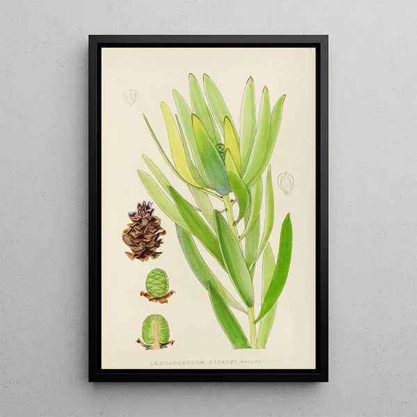Illtyd Buller PoleEvans - Leucadendron Stokoei Female.webp