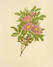 Rose des marais - Isaac Sprague — visning af kunstværket