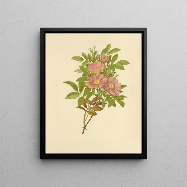 Isaac Sprague - Swamp Rose.webp