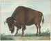 Bison - Isaac van Haastert — visning af kunstværket