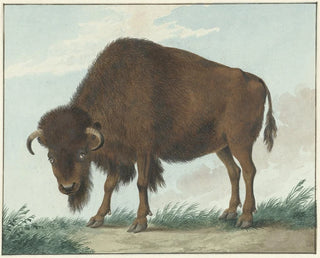 Bison - Isaac van Haastert — visning af kunstværket