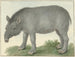 Tapir - Isaac van Haastert — visning af kunstværket