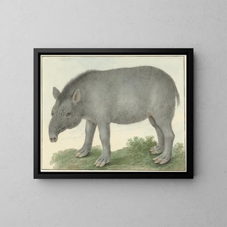 Isaac van Haastert - Tapir.webp