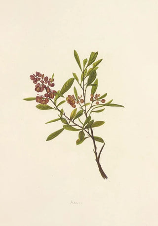 Isabella McHutcheson Sinclair - Aalii.webp