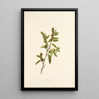 Isabella McHutcheson Sinclair - Hialoa.webp