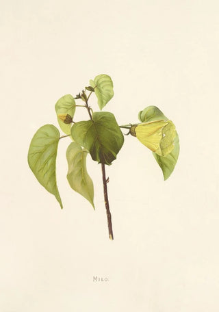 Isabella McHutcheson Sinclair - Milo.webp