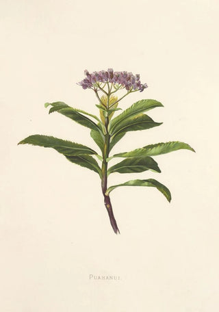 Isabella McHutcheson Sinclair - Poahanui.webp