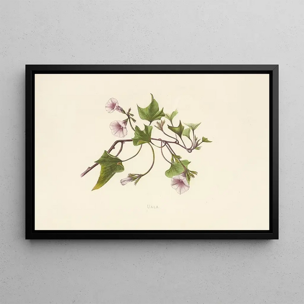 Uala - Isabella McHutcheson Sinclair — indrammet kunstværk på væggen