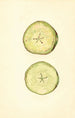 Malus domestica - John F. Brewer — visning af kunstværket