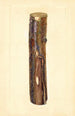 Pyrus communis Kieffer - John F. Brewer — visning af kunstværket