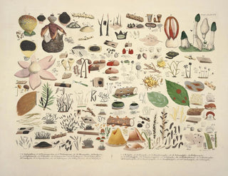 J V Krombholz - Naturgetreue Abblidungen und Beschreibungen der essbaren schadlichen und verdachtigen Schwamme Pl06.webp