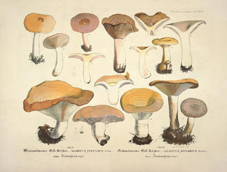 J V Krombholz - Naturgetreue Abblidungen und Beschreibungen der essbaren schadlichen und verdachtigen Schwamme Pl12.webp