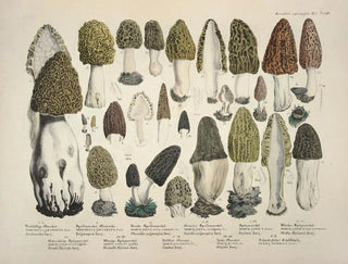 J V Krombholz - Naturgetreue Abblidungen und Beschreibungen der essbaren schadlichen und verdachtigen Schwamme Pl16.webp