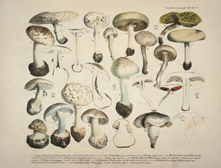 J V Krombholz - Naturgetreue Abblidungen und Beschreibungen der essbaren schadlichen und verdachtigen Schwamme Pl28.webp